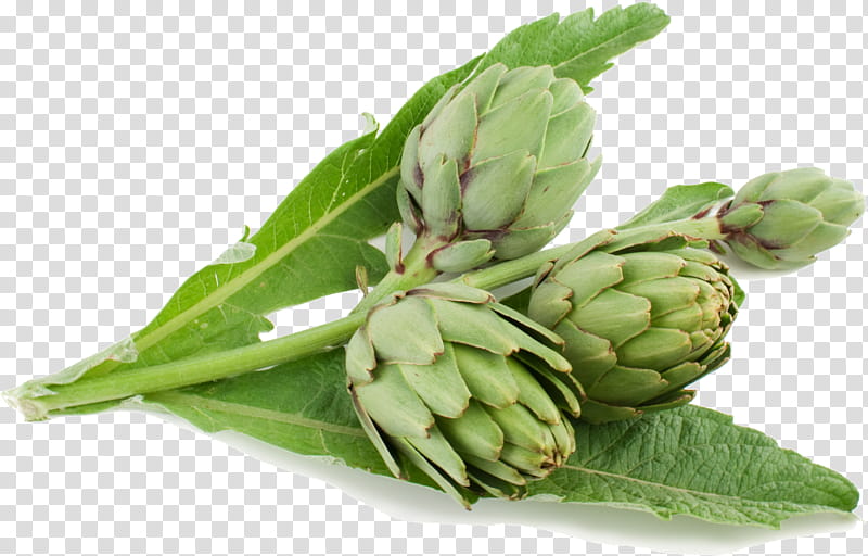 Fresh green artichokes with leaves and stems on transparent background