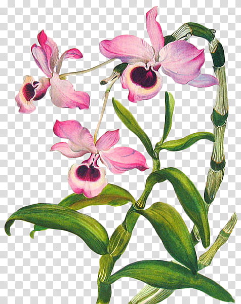 Pink Dendrobium Orchid Illustration - Botanical Art & Plant Reference