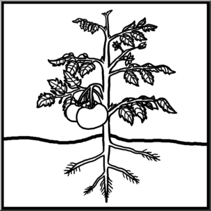 Black-and-white line drawing of a tomato plant showing roots, stem, leaves, and fruit above ground.