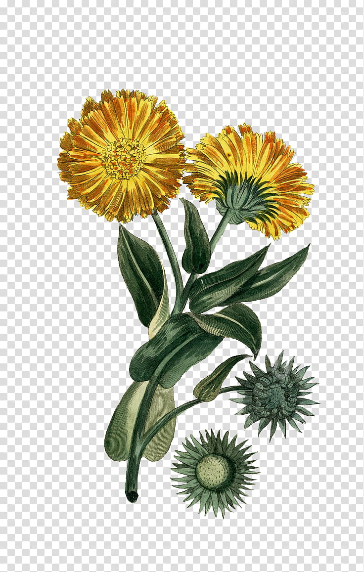 Vintage botanical illustration of two yellow calendula flowers with green leaves and seed heads on transparent background.