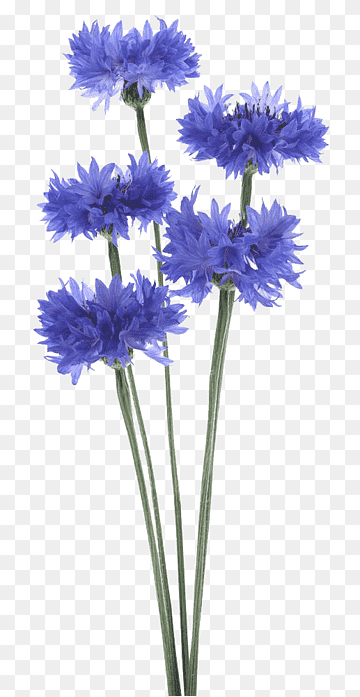 Vibrant blue cornflowers with delicate fringed petals and slender green stems on transparent background.