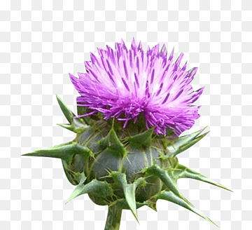 Vibrant purple thistle flower with spiky green bracts and a textured bud, isolated on transparent background.