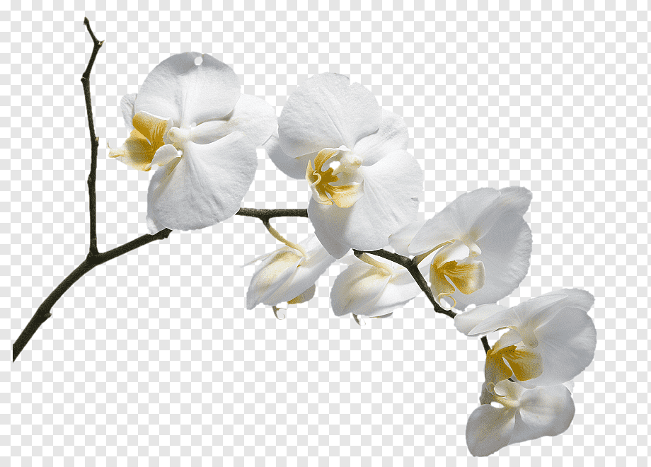 Elegant White Orchid Flower Image - High-Resolution PNG Download