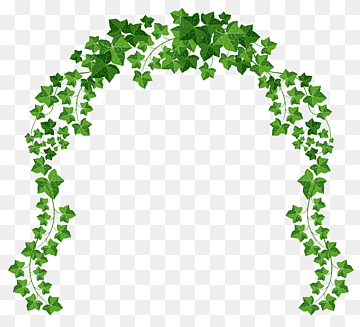 Green ivy vine arch forming a decorative frame on transparent background