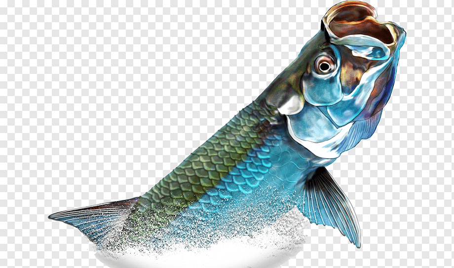 Tarpon Fish Illustration - High-Resolution Art for Marine & Fishing Content