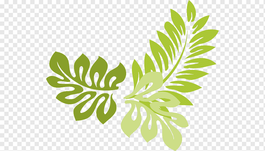Stylized green monstera and fern leaf illustration on transparent background