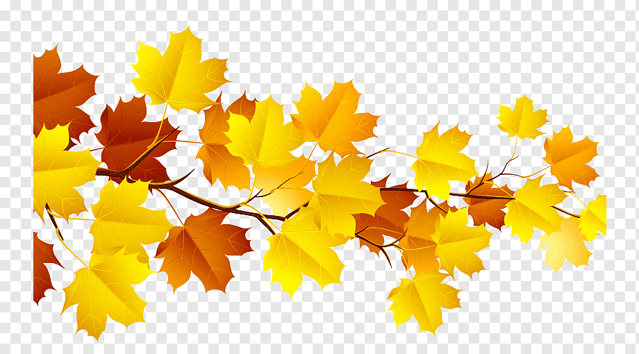 Autumn maple leaves in vibrant yellow, orange, and red hues on a transparent background.