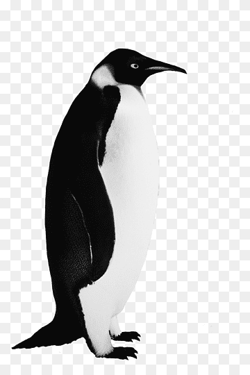 A standing emperor penguin with black back, white belly, and yellow-orange ear patches against a transparent background.