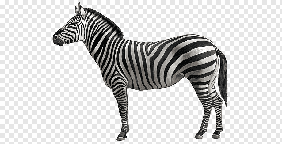 Realistic grayscale illustration of a standing zebra in profile, showcasing distinctive black-and-white striped pattern and muscular build.