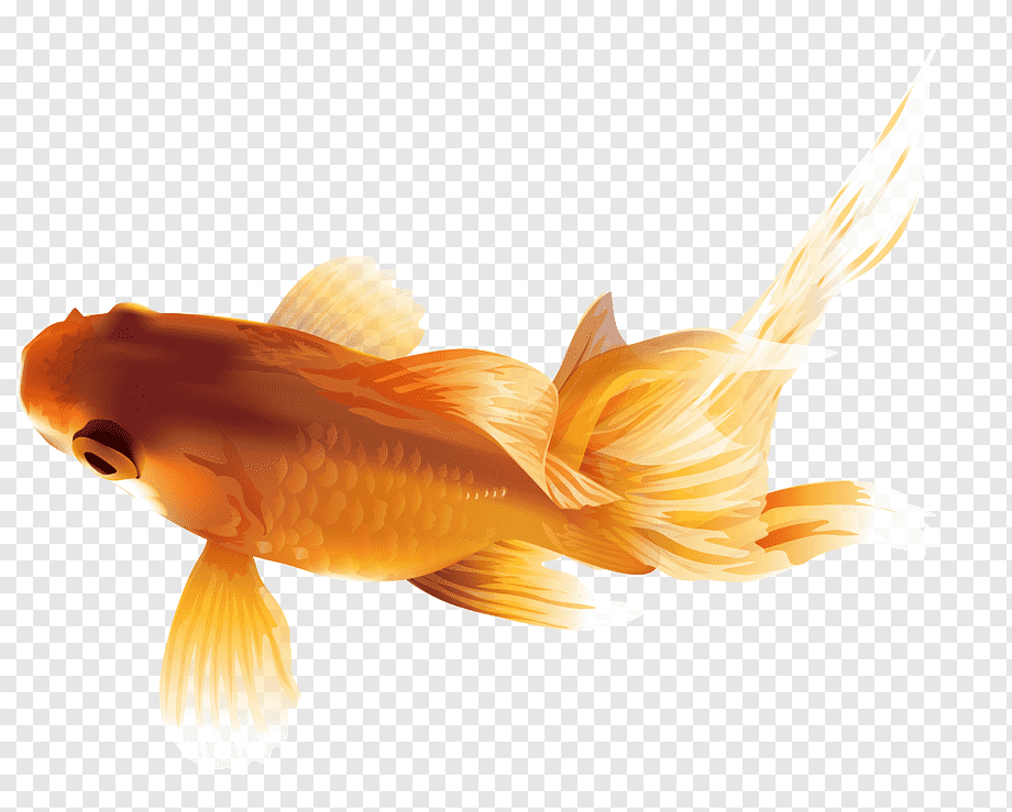 Goldfish Image - High-Quality Transparent PNG for Design & Web Use