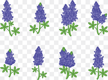 Eight illustrated Texas bluebonnet flowers in purple with green leaves on transparent background.