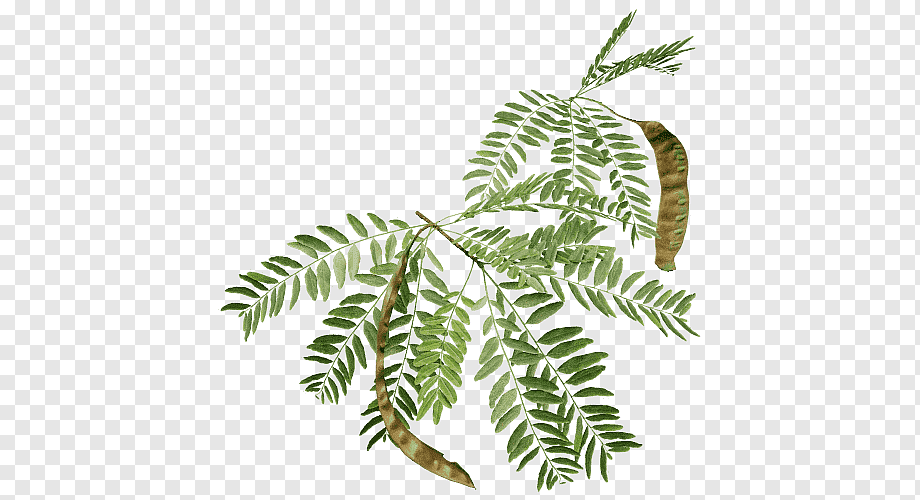 180+ Black Locust Illustrations, Royalty-Free Vector Graphics - Clip ...