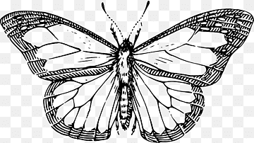 Black-and-white line drawing of a detailed butterfly with translucent wings and intricate venation.