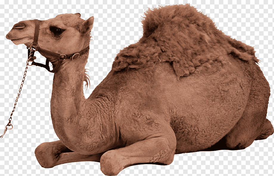 A resting dromedary camel with a halter and chain, thick fur on its hump, lying on a transparent background.