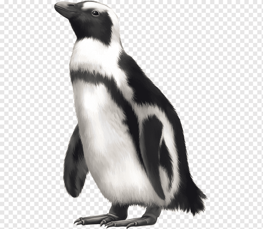cartoon penguin - Clip Art Library