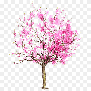 Watercolor-style cherry blossom tree with vibrant pink flowers and bare branches on transparent background.