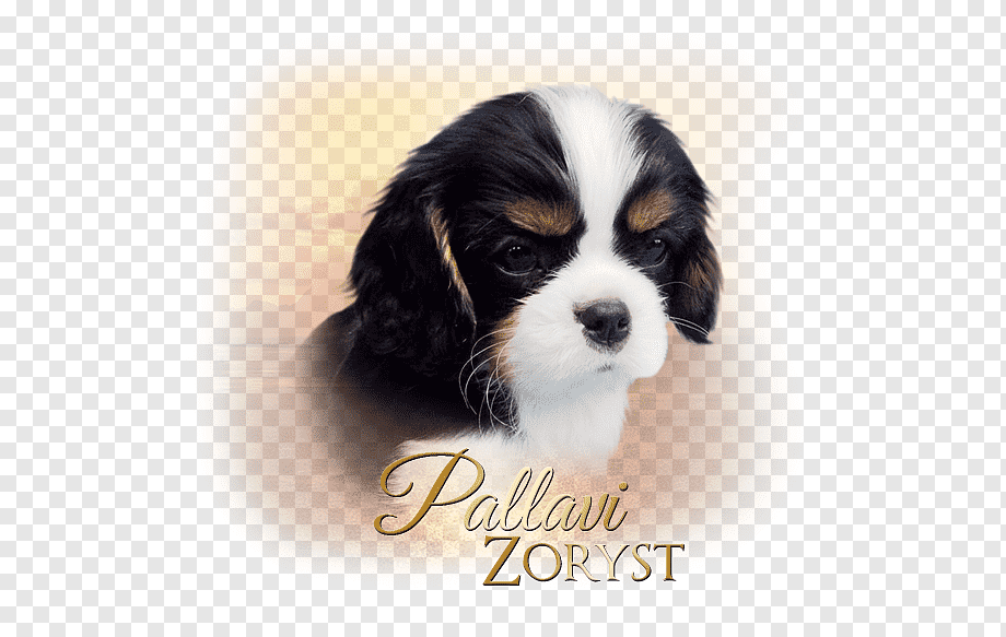 Pallavi Zoryst - Premium Cavalier King Charles Spaniel Breeder