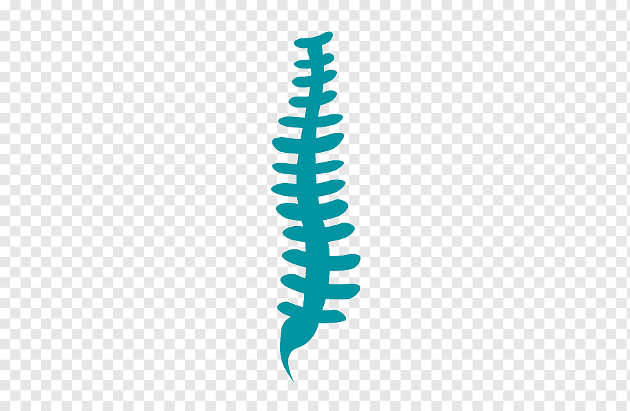 Teal stylized spinal column illustration on transparent background