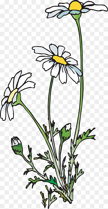 Hand-drawn illustration of three white daisies with yellow centers, green stems, and leaves on transparent background.