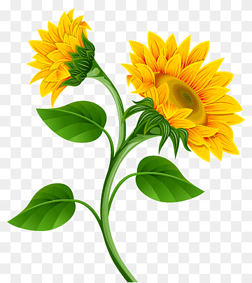 Two vibrant yellow sunflowers with green stems and leaves on transparent background.