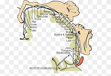 Motor homunculus diagram showing disproportionate body part representation in the motor cortex, with labeled regions for face, hand, and leg.