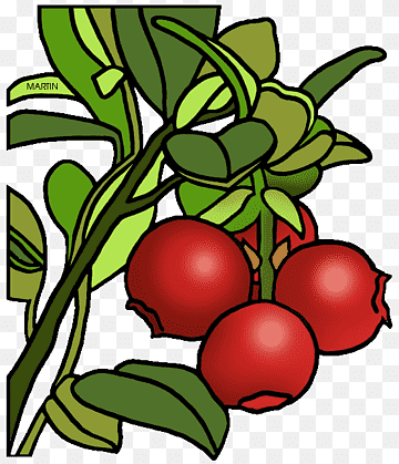 Cranberry Plant Illustration - Botanical Art for Health & Culinary Content