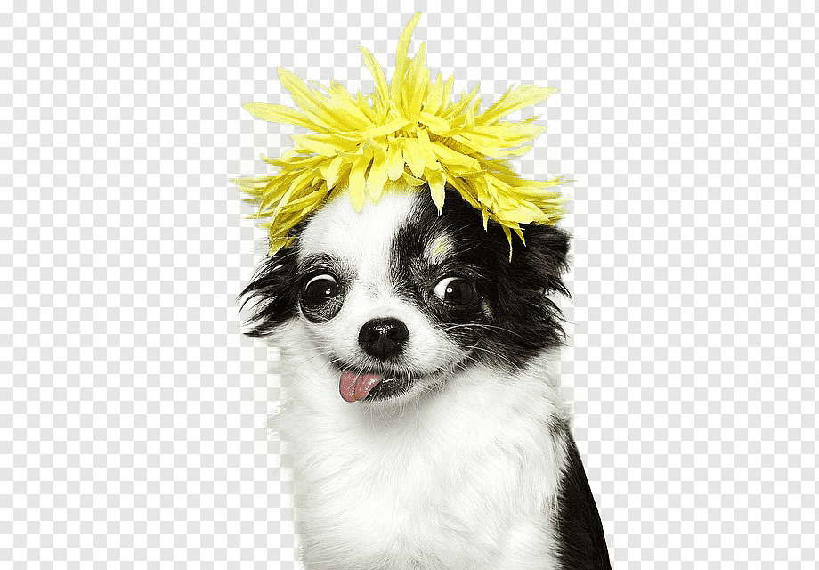 Funny Chihuahuas - Clip Art Library