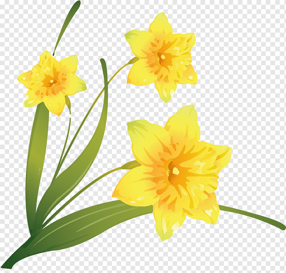 Three vibrant yellow daffodils with green stems and leaves on transparent background.
