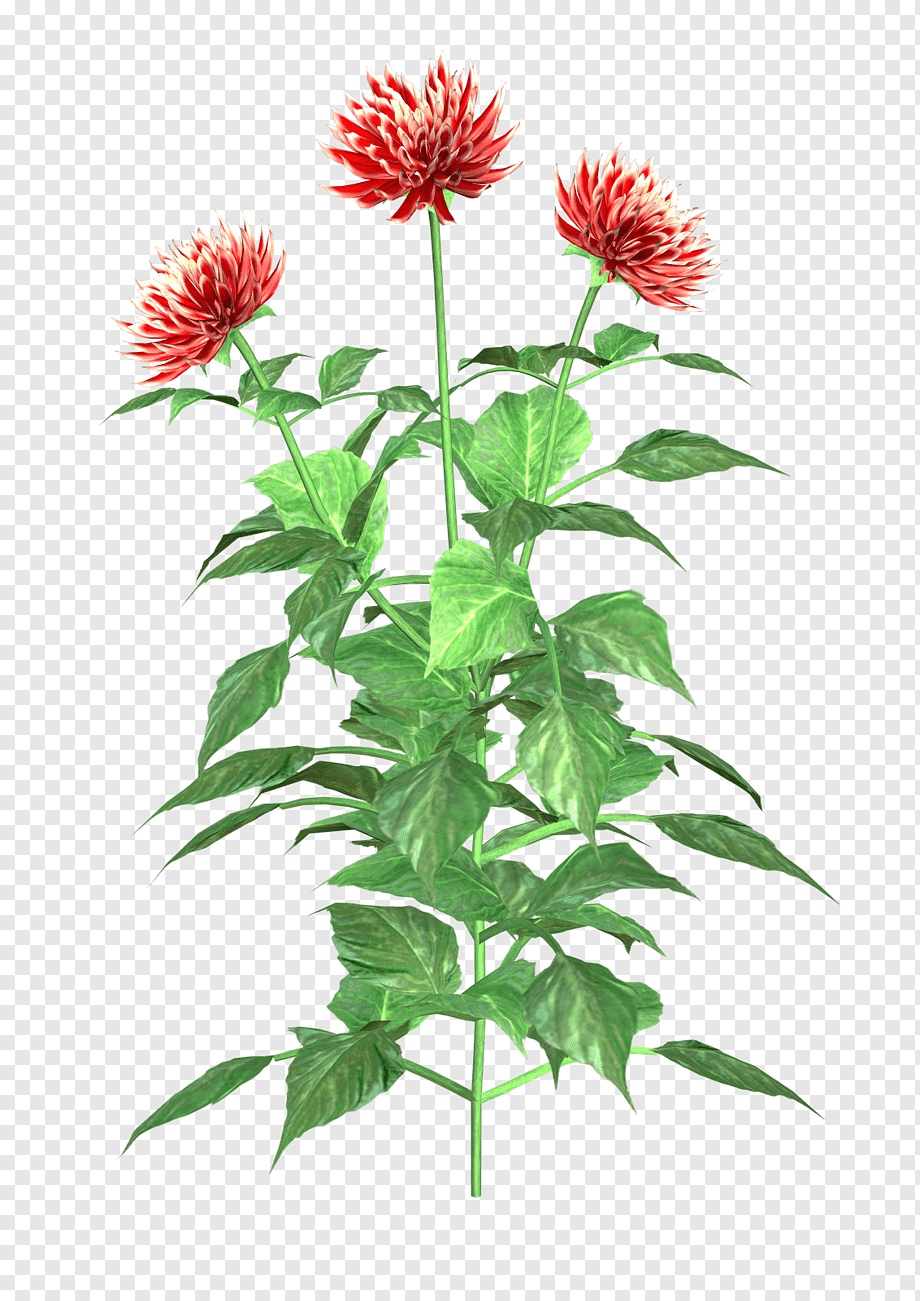 Vibrant red and white dahlia flowers with lush green foliage on a transparent background.