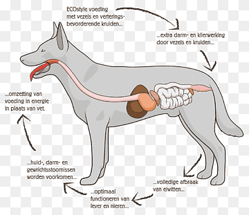 Diagram showing how a dog’s digestive system processes food, with labeled pathways for energy conversion, detoxification, and waste elimination.