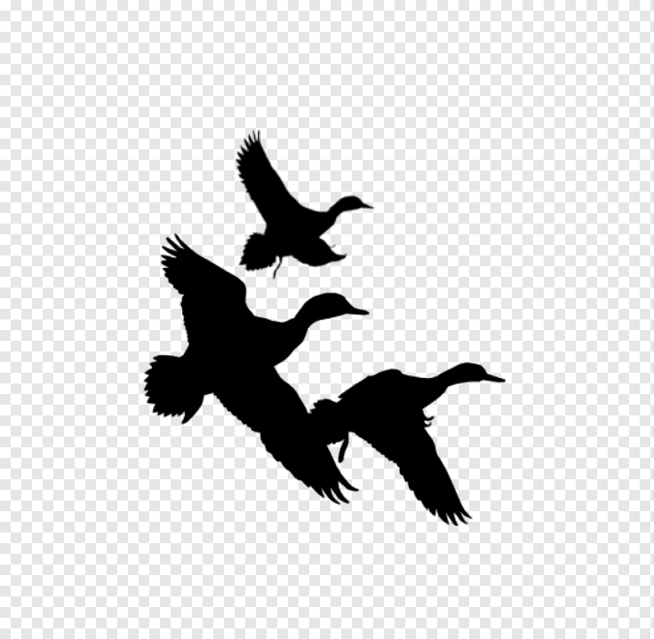 Duck Silhouette Animal Clip Art Stock Illustration - Illustration ...