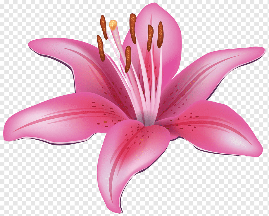 Free Tiger Lily Cliparts Download Free Tiger Lily Cliparts Png Clip   Png Transparent Easter Lily Tiger Lily Lilium Candidum Amaryllis Flower S Lilium Lily Magenta 