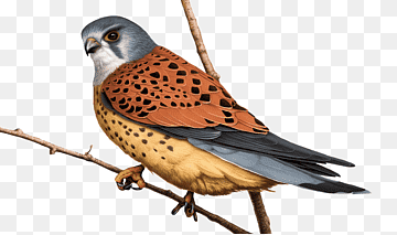 American Kestrel perched on a branch, showing rusty-orange back, spotted underparts, and slate-blue wings.