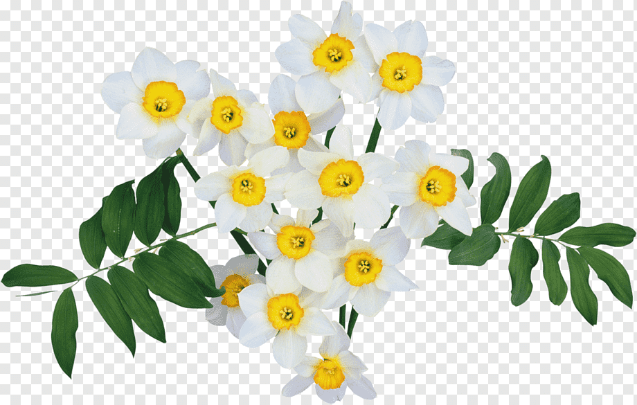 White daffodils with bright yellow centers and green leaves on transparent background