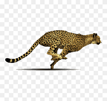 A cheetah sprinting at full speed, captured mid-stride with spotted coat and extended limbs against a transparent background.