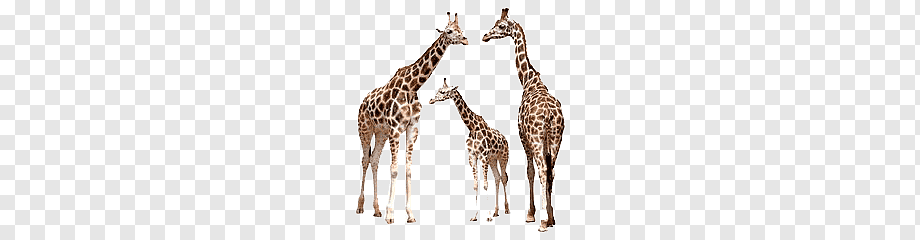 Three giraffes-two adults and one juvenile-standing together on a transparent background, showcasing their distinctive spotted coats.