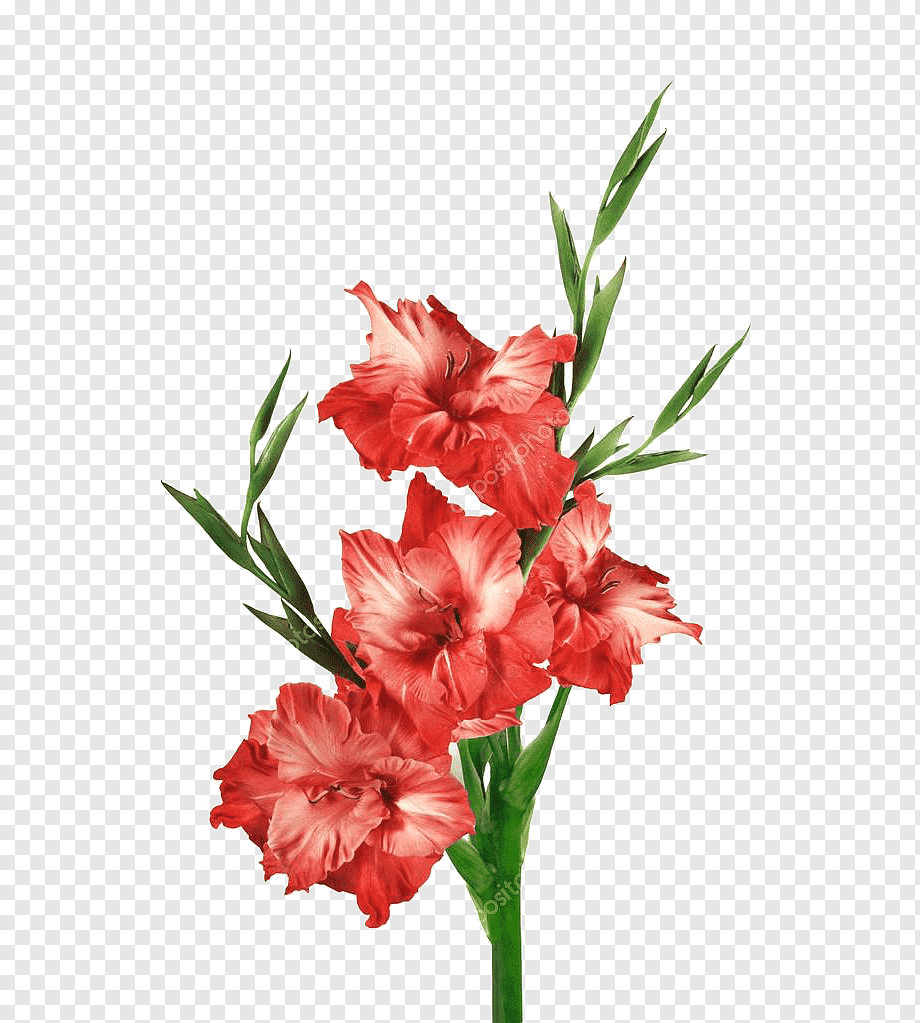 Vibrant red gladiolus flowers with green stems and leaves on transparent background.