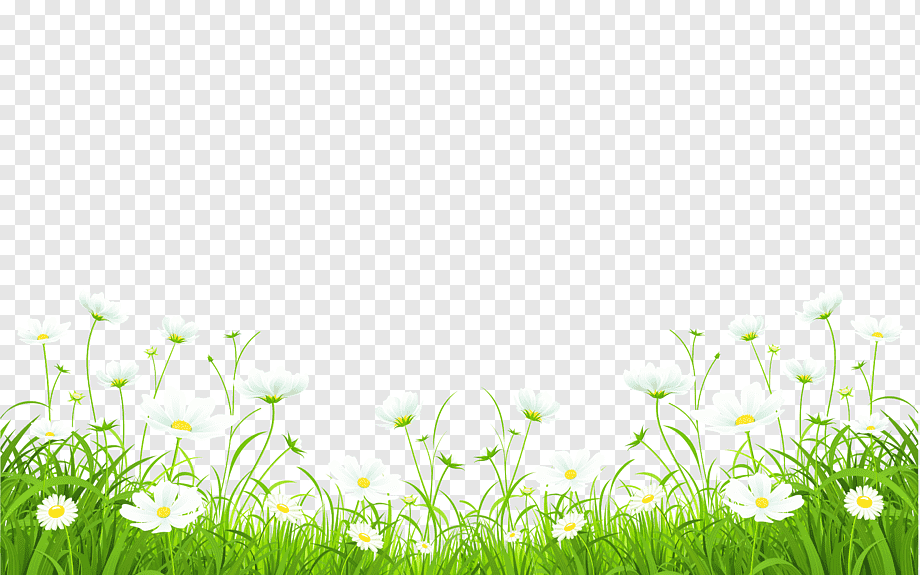 White daisies and green grass border on transparent background, ideal for spring-themed designs.
