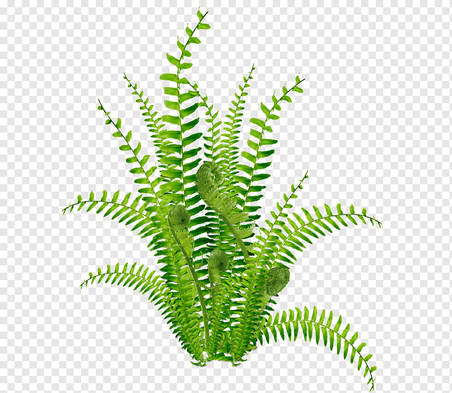 Vibrant green fern with unfurling fronds against transparent background, showcasing natural texture and growth pattern.