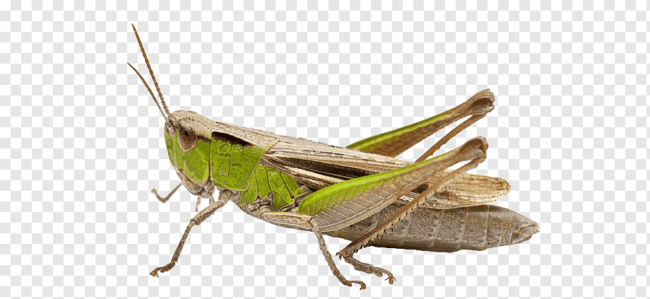A close-up of a green and brown grasshopper with long antennae and powerful hind legs, isolated on transparent background.