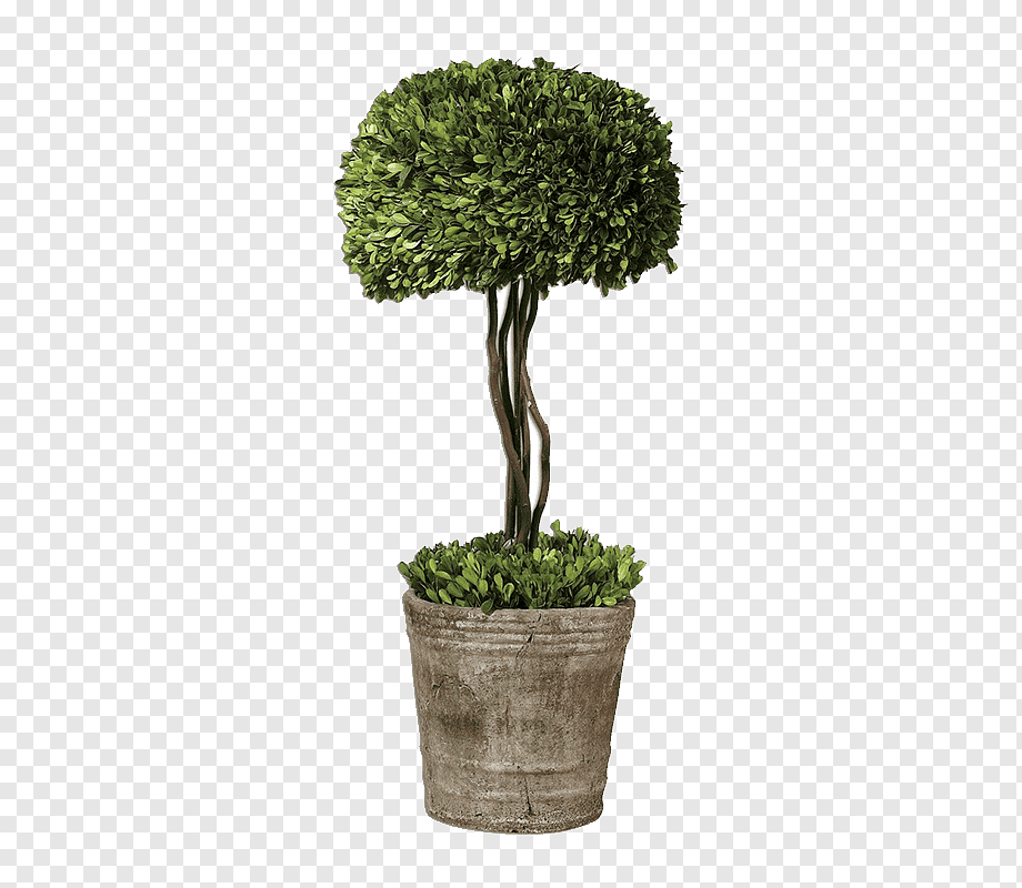 Potted topiary tree with spherical green foliage and rustic stone container on transparent background.