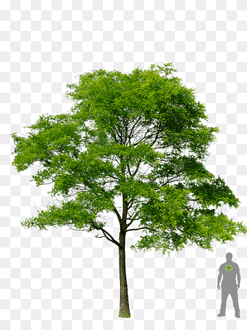 A tall green deciduous tree with full canopy next to a human silhouette for scale on transparent background.