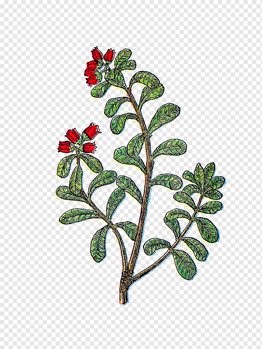 Illustrated botanical drawing of a flowering plant with red blooms and green compound leaves on a transparent background.