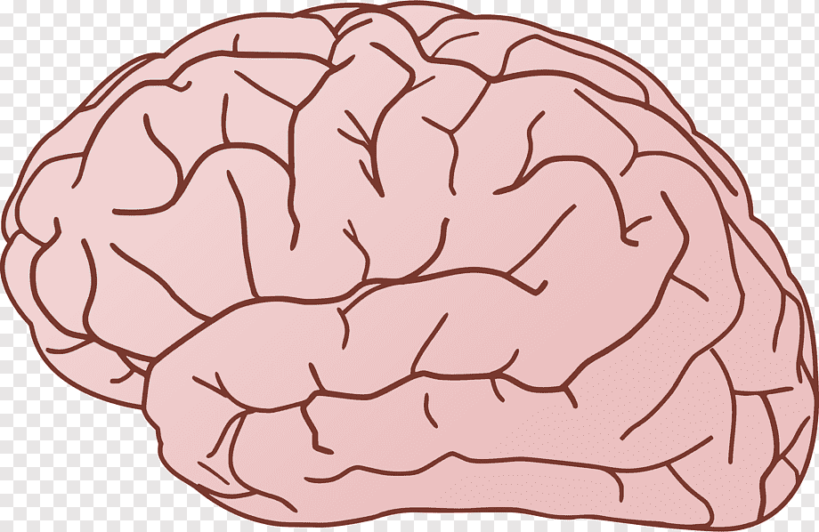 Illustration of a human brain showing gyri and sulci in pink with brown outlines on transparent background.