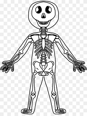 Cartoon-style human skeleton illustration with smiling skull and full skeletal structure on transparent background.