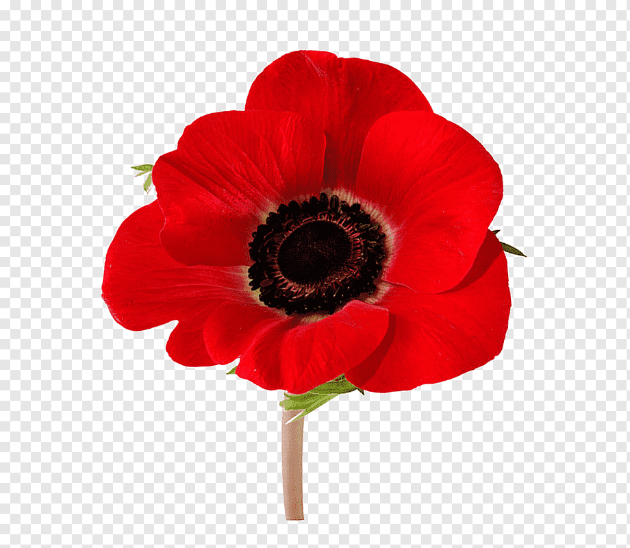 Vibrant red anemone flower with dark center and delicate petals on transparent background.