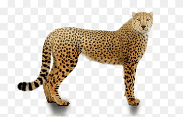 A full-body side view of a cheetah standing alert on a transparent background, showcasing its spotted coat and lean build.