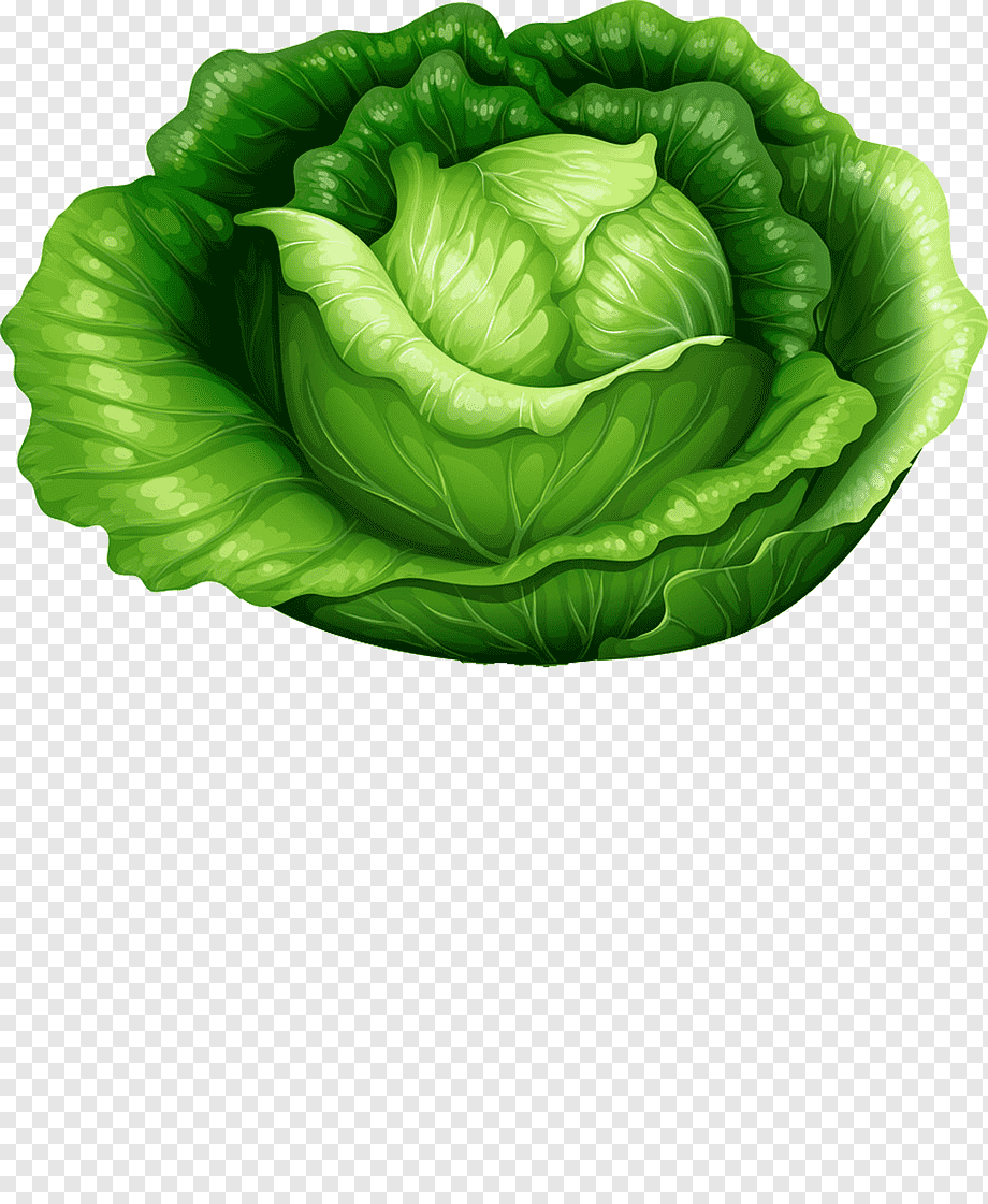 Fresh green cabbage with tightly packed leaves, vibrant and crisp, illustrated in high detail on transparent background.