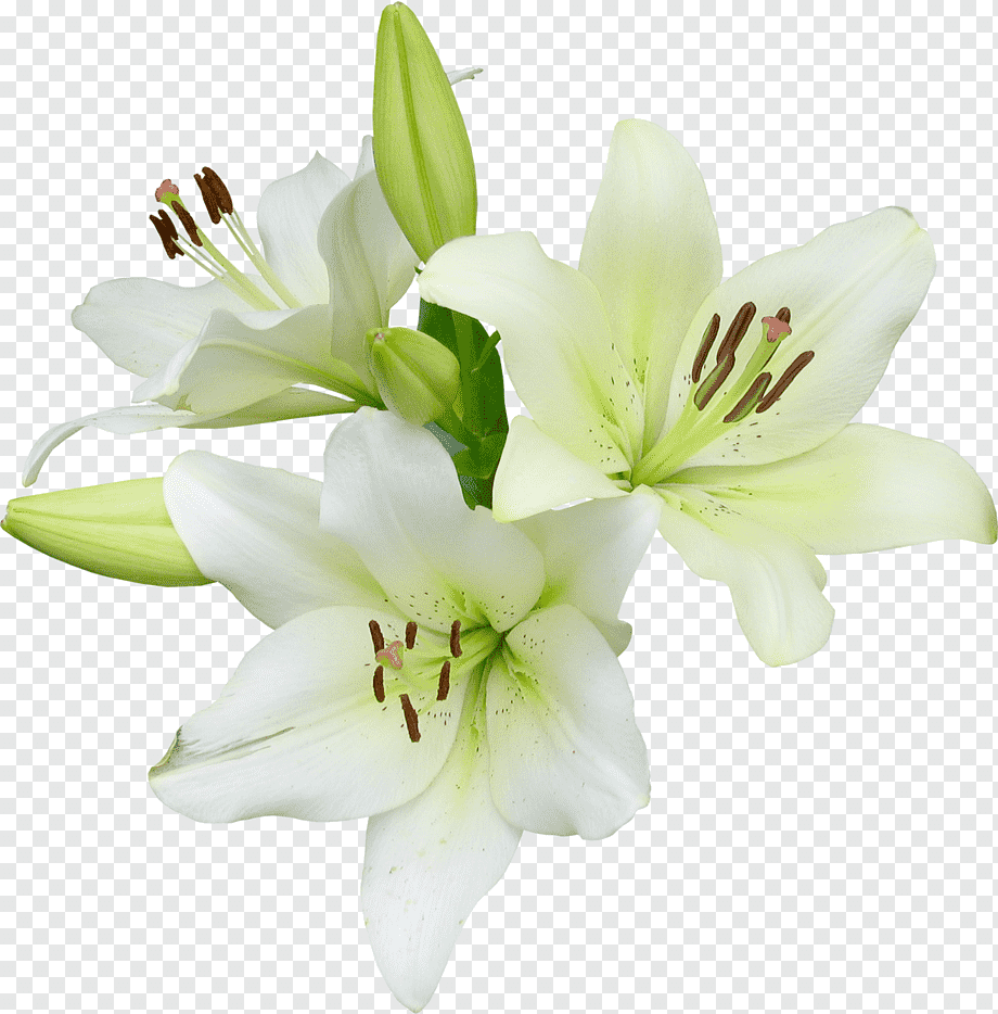 Elegant white lilies in full bloom with green buds and visible stamens on transparent background.
