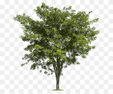 Healthy Deciduous Tree - High-Quality PNG for Design & Ecology Projects